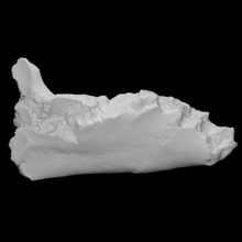 glossotherium mandibule analyse animal OS l'histoire archéologie 3d print model - Mito3D