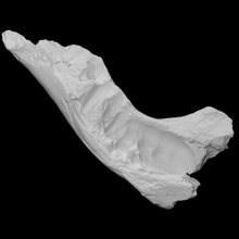 mastodonte mandibola scansione animale osso storia mammut archeologia estinto 3d print model - Mito3D