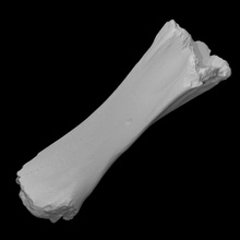 mastodon tibia scan 3d print model - Mito3D