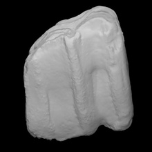 equus lambei molar escanear anatomía animal hueso diente salvaje caballo Doméstico 3d print model - Mito3D