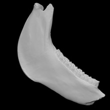 equus Lambei mâchoire analyse anatomie animal OS dents sauvage cheval national 3d print model - Mito3D