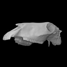 equus lambei skull scan anatomy animal bone head wild horse domestic 3d print model - Mito3D