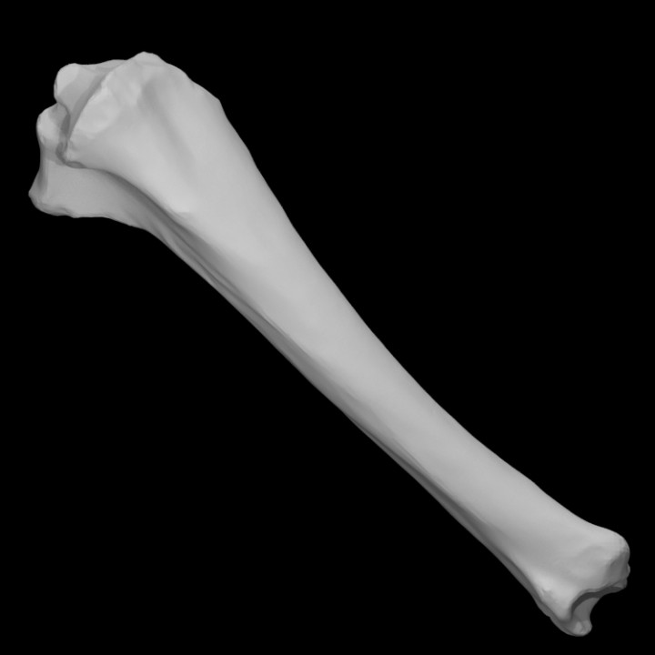 equus sp tibia left scan anatomy animal bone wild horse domestic 3D print model - Mito3D