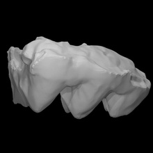 mastodonte molar Varredura osso história fóssil mamute arqueologia extinto 3d print model - Mito3D