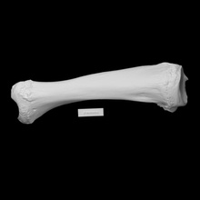 templo colina mastodonte izquierda tibia escanear anatomía animal hueso mamut arqueología extinto 3d print model - Mito3D