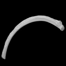 canino costola scansione anatomia animale osso 3d print model - Mito3D