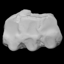 gomphetere rm3 Varredura anatomia animal osso mamífero mamute extinto 3d print model - Mito3D