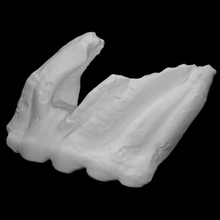 cuvieronius azı dişi taramak anatomi hayvan kemik memeli mamut nesli tükenmiş 3d print model - Mito3D