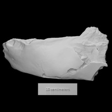paramylodon mandibule analyse animal mammifère disparu fourmilier 3d print model - Mito3D