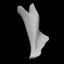 mastodonte úmero esquerda Varredura anatomia animal osso mamífero mamute extinto 3d print model - Mito3D