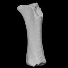 mastodon tibia scan anatomy animal bone mammal mammoth extinct 3d print model - Mito3D