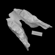 gigante terra bradipo mascella scansione anatomia animale osso denti mammifero 3d print model - Mito3D
