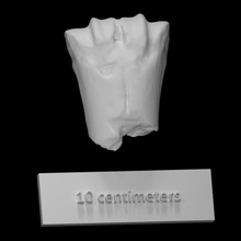 vaca metapodal Varredura anatomia animal osso Fazenda mamífero doméstico 3d print model - Mito3D