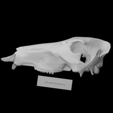 extinto pecarí cráneo escanear anatomía animal hueso cabeza cerdo salvaje mamífero jabalina 3d print model - Mito3D