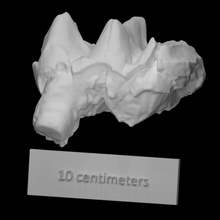 folger mastodonte molar Varredura anatomia animal osso mamute arqueologia extinto 3d print model - Mito3D