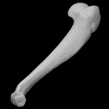 Guinea Schwein Humereus Scan Anatomie Tier Knochen Haustier inländisch 3d print model - Mito3D