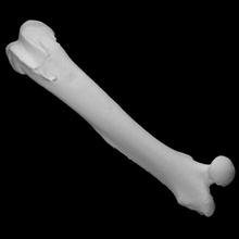 guinea pig left femur scan anatomy animal bone domestic femus 3d print model - Mito3D