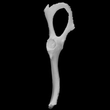 guinea pig left pelvis scan anatomy animal bone mammal domestic 3d print model - Mito3D