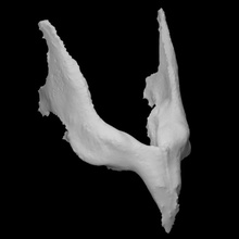 Guinea Schwein Unterkiefer weiblich Scan Anatomie Tier Knochen inländisch 3d print model - Mito3D