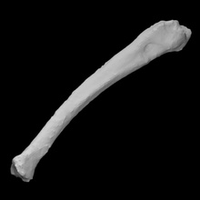 Guinea Schwein Radius links Scan Anatomie Tier Knochen Haustier Säugetier inländisch 3d print model - Mito3D
