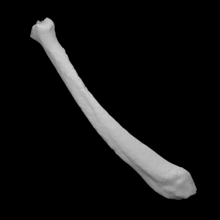 guinea pig tibia scan anatomy animal bone pet mammal domestic 3D print model - Mito3D