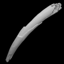 ice age proboscidean tusk scan anatomy animal bone mammal extinct walrus ivory 3d print model - Mito3D