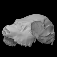 mula veado crânio Varredura anatomia animal cabeça 3d print model - Mito3D