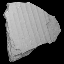 lepidodendro fósil escanear historia planta maceta Roca árbol flora combustible arqueología extinto carbonífero 3d print model - Mito3D