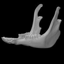 llama mandible scan 3d print model - Mito3D
