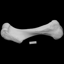 mastodonte úmero esquerda Varredura anatomia animal osso mamute arqueologia extinto 3d print model - Mito3D