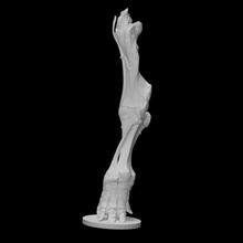 mastodon left leg w stand scan anatomy animal bone history mammoth archeology extinct 3d print model - Mito3D