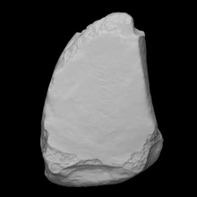 mastodonte externo cuneiforme Varredura anatomia animal osso pé mamute arqueologia 3d print model - Mito3D