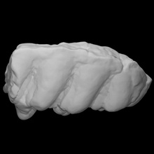 gomphothere molar escanear anatomía animal hueso mamut mastodonte arqueología extinto 3d print model - Mito3D