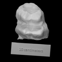 mastodonte molare scansione anatomia osso mammut archeologia 3d print model - Mito3D