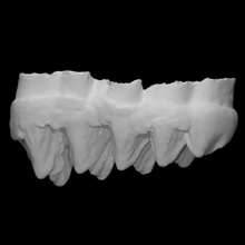 mastodonte molare scansione anatomia animale osso mammut archeologia estinto 3d print model - Mito3D