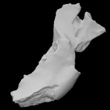 gigante terra bicho preguiça mandíbula Varredura anatomia animal osso selvagem fauna mandibal 3d print model - Mito3D