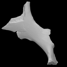 dev zemin tembellik pelvik kemik taramak anatomi hayvan vahşi memeli fauna 3d print model - Mito3D