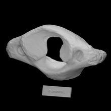 Mastodon Atlas Scan Anatomie Tier Knochen Mammut Archäologie ausgestorben 3d print model - Mito3D