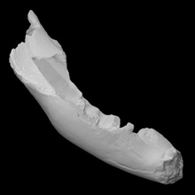 mastodonte mandíbula escanear anatomía animal hueso mamut arqueología extinto 3d print model - Mito3D
