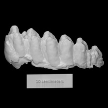 stegomastodon molar scan anatomy animal bone mammoth mastodon extinct 3d print model - Mito3D