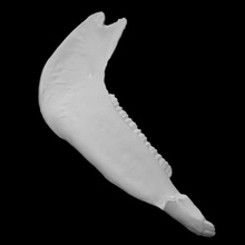equus Lambei mandíbula Varredura anatomia animal osso cavalo arqueologia extintos 3d print model - Mito3D