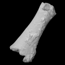 mastodonte tíbia Varredura anatomia animal osso mamute arqueologia extinto 3d print model - Mito3D
