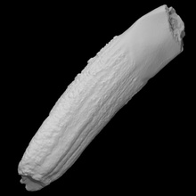 morsa colmillo escanear anatomía animal hueso salvaje Marfil fauna 3d print model - Mito3D