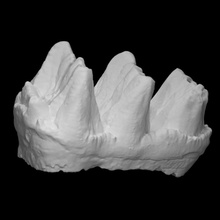 mammut oregonense molare scansione anatomia animale osso mastodonte archeologia estinto 3d print model - Mito3D
