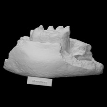 mastodonte mandíbula Varredura anatomia animal osso dente mamute extinto arquologia 3d print model - Mito3D