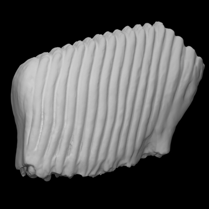 woolly mammoth molar scan anatomy animal bone mastodon archeology extinct 3D print model - Mito3D