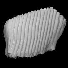 lana mammut molare scansione anatomia animale osso mastodonte archeologia estinto 3d print model - Mito3D