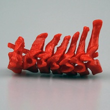 cervical vertebrae education 3d print model - Mito3D