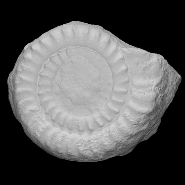 amonita echioceras escanear historia jurásico cáscara fósil arqueología extinto género 3D print model - Mito3D