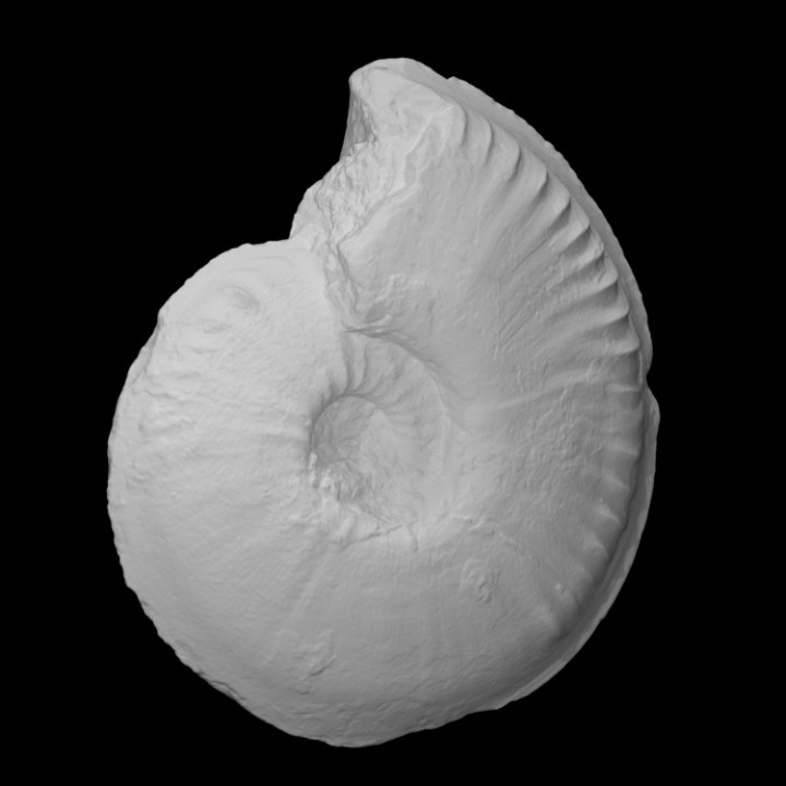 ammonite hyperlioceras scansione storia conchiglia fossile archeologia estinto Giurassico 3D print model - Mito3D
